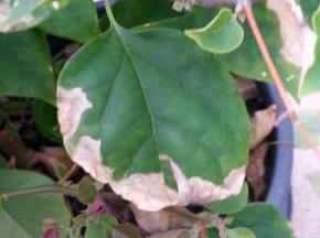 Leaf scorch from over feeding